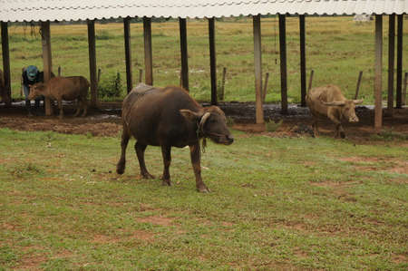 Water Bufflo with the bent horn walking at the field of grass at northern of Thailand の写真素材