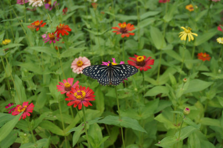 Flowers and black butterfly