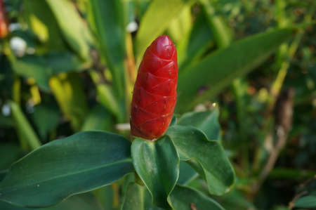 Bud of red flower, Close upの写真素材