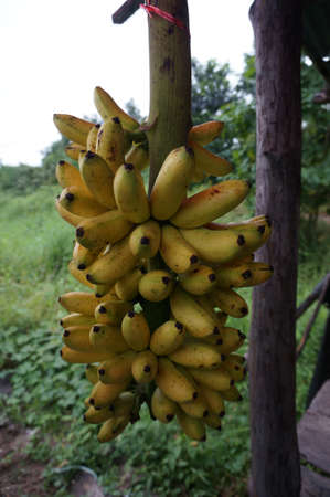 A bunch of Lady Finger bananaの写真素材