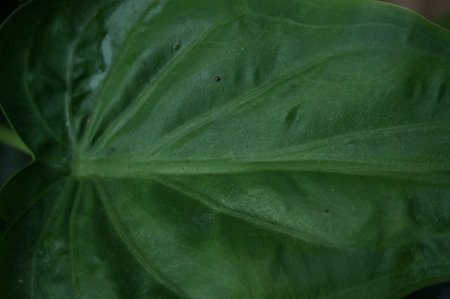 Abstract green leaf texture for background