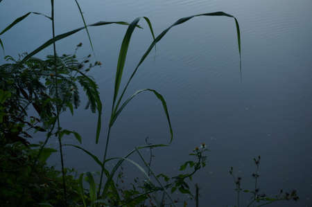 The grass on the riverbank of Lao river in the mistの写真素材