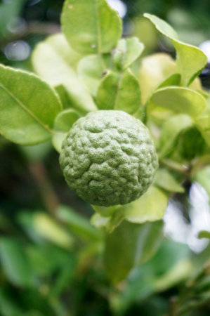 Frest fruit bergamot ( Leech Lime ) on tree, close upの写真素材
