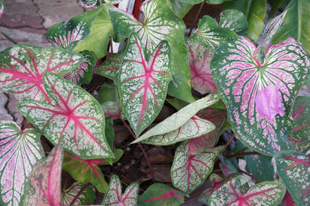 Beautiful Caladium leaves with multi color, green, red and pink  in the gardenの写真素材
