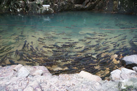 Mahseer barb fishes under the clear water at Phlio waterfall in Chanthaburi province, eastern of Thailandの写真素材