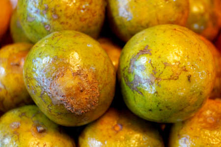 Close up of photo of very fresh oranges backgroundの写真素材