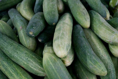 Close up of photo of very fresh green small cucumber backgroundの写真素材