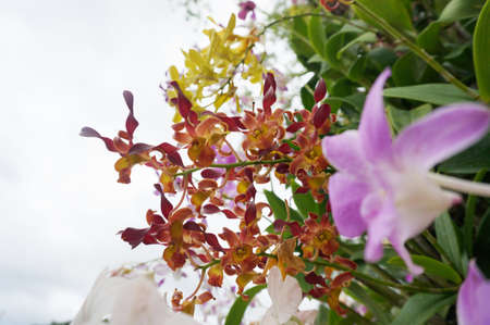 Group of elegant orange orchid flowers and their leaves under the sky, Close upの写真素材