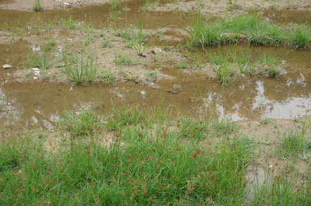 Field of grass soil and water background