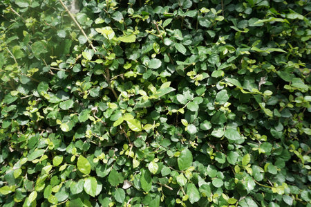 Abstract green leaves texture for background
