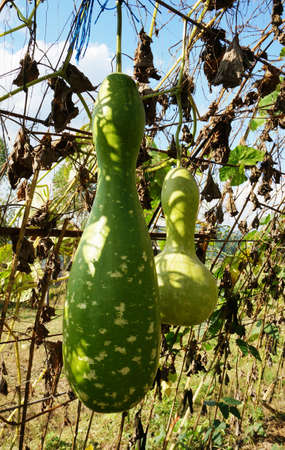 Close up of photo of very fresh calabash on tree in the gardenの写真素材
