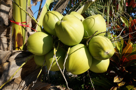 Close up of photo of very fresh Coconut cluster on tree