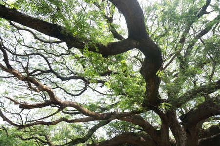Branch with leaves of giant rain tree [ Samanea saman (Jacq.) Merr.]の写真素材