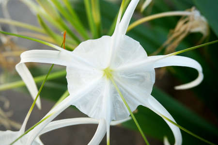 background of group of white flowers Spider lily ( Hymenocallis littoralis, Cape Lily, Poison Bulb ) and its leaves, Close upの写真素材