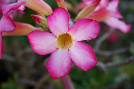 Photo of pink Adenium flowers or Desert Rose ( Adenium obesum ), Close upの写真素材