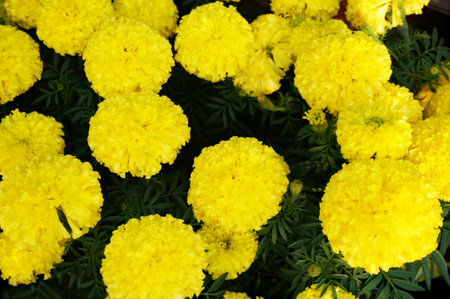 background of yellow marigold flowers ( Tagetes erecta ) bloom in the garden, Close up