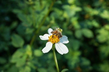 Spring single small white flower Spanish needle or Broom stick with bee sucking nectar, close up