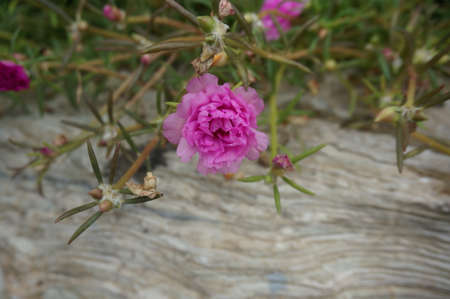 Photo of purple Moss-rose or Purslane flowers ( Portulaca grandiflora )and their leaves, Close upの写真素材