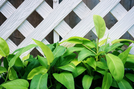 Photo of background of green leaves on white wooden lathの写真素材