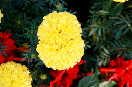 Photo of yellow marigold flowers ( Tagetes erecta ) bloom in the garden, Close upの写真素材