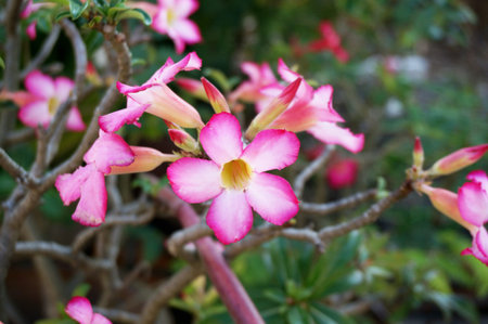 Photo of blooming pink Adenium flowers or Desert Rose ( Adenium obesum ), Close upの写真素材