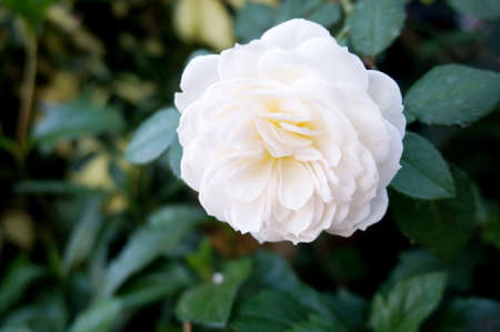 Photo of white rose flowers and green leaves, Close upの写真素材
