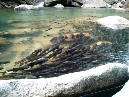 Mahseer barb fishes under the clear water at Phlio waterfall in Chanthaburi province, eastern of Thailandの写真素材