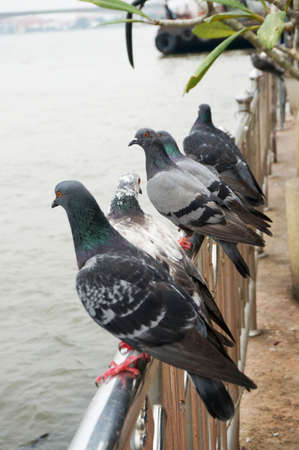 Pigeons, group of doves on railing in nature next to the riverの写真素材