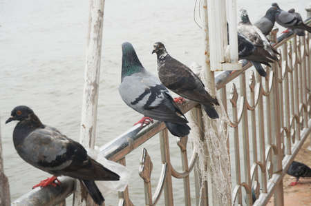 Pigeons, group of doves on railing next to the river in natureの写真素材