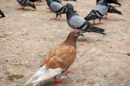 Pigeons, doves walking on ground in natureの写真素材