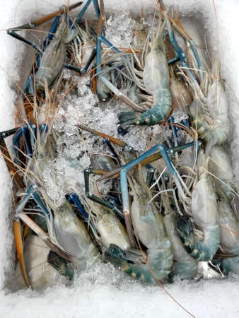 Raw Giant freshwater prawn ( Macrobrachium rosenbergii ), seafood on ice in fresh marketの写真素材