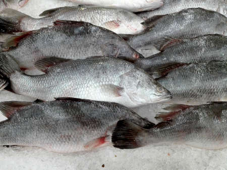 Fresh Giant Seaperch ( barramundi, silver perch, white perch, Lates calcarifer ) on ice for sale in the fresh marketの写真素材