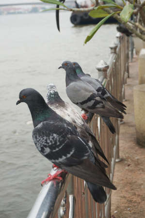 Pigeons, group of doves on railing in nature next to the riverの写真素材