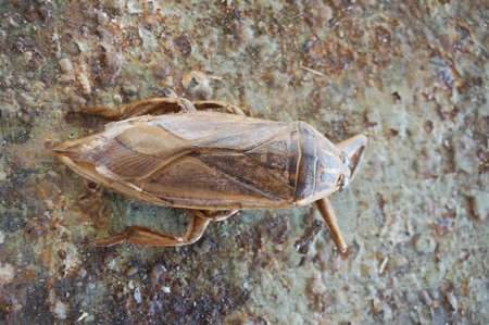 Giant water bug Pimp (Lethocerus indicus) on rusty metal backgroundの写真素材