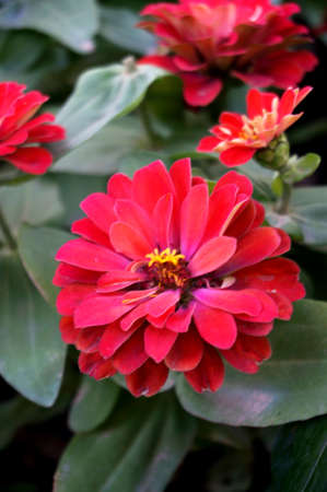 Photo of Red Double Zinnia flowers ( Red Cherry Queen Zinnia )and their leaves, Close upの写真素材