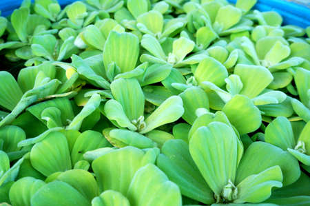 The photo of green water lettuec on the water texture and background, close upの写真素材
