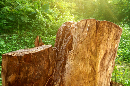 Old tree stumps in natural background of the forest in the sunny day