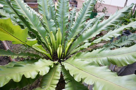 Texture and background of colorful Birdâs nest fern ( Asplenium nidus ) leavesの写真素材