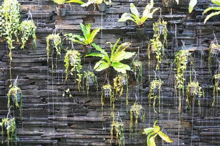 Watery vertical garden with green plants on brown rock brick texture and backgroundの写真素材
