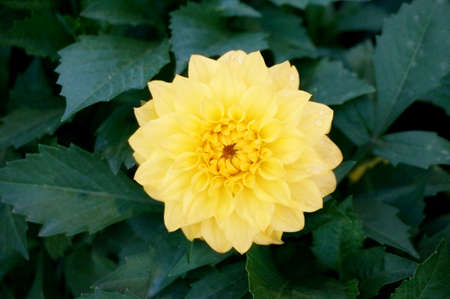 Photo of yellow Dahlia Figaro ( Dahlia hybrida ) flower and green leaves, Close upの写真素材