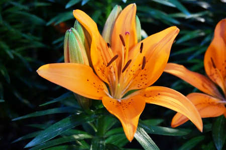 Photo of orange Asiatic lily ( Lilium asiaticum ) and green leaves, Close upの写真素材