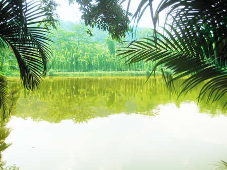 Landscape of natural pond in the forest in the sunny dayの写真素材