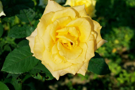 Photo of yellow rose flowers and green leaves, Close upの写真素材