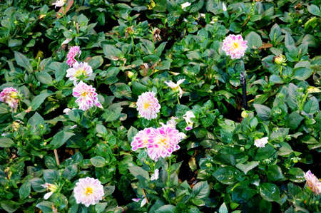 Photo of pink Dahlia Figaro flower ( Dahlia hybrida ) and green leaves background, Close upの写真素材
