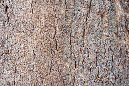 Texture of surface of tree trunk bark wood backgroundの写真素材