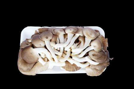 Oyster mushroom, Angel mushroom, Volvariella mushroom on black backgroundの写真素材