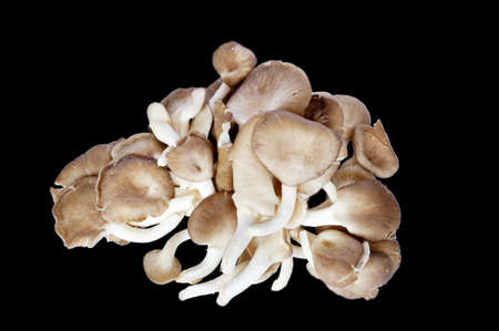 Oyster mushroom, Angel mushroom, Volvariella mushroom on black backgroundの写真素材