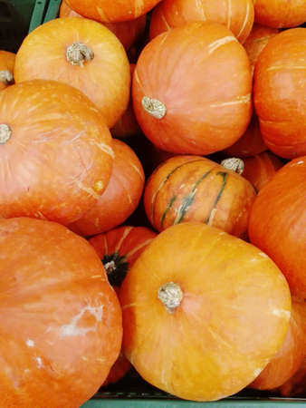 Close up of photo of assortment of very fresh pumpkins backgroundの写真素材