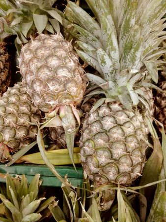 Close up of photo of very fresh pineapple fruit in a basket prepare for sale in a marketの写真素材