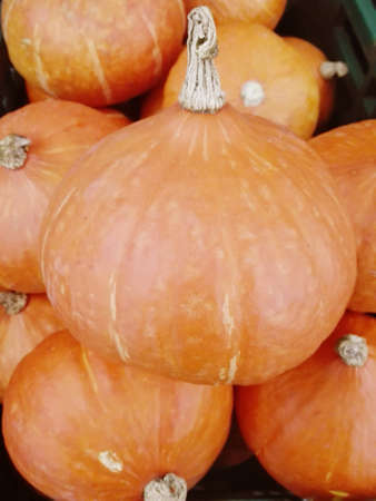 Close up of photo of assortment of very fresh pumpkins backgroundの写真素材